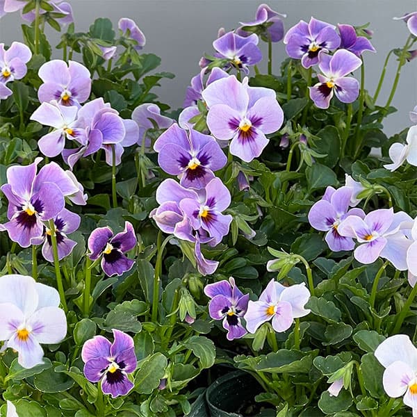 【お1人様3ポットまで】ビオラ：ステラブルー3～3.5号ポット