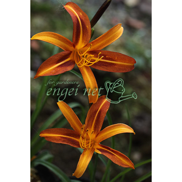 ニッコウキスゲ：黒花日光キスゲ3.5号ポット