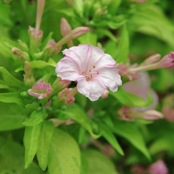 オシロイバナ：夕映え・桃3.5号ポット 2株セット