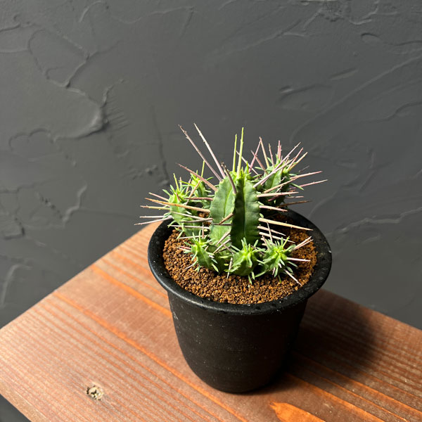 ユーフォルビア:フェロックス 3号鉢植え