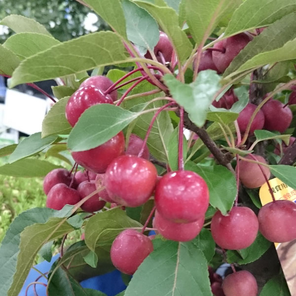 ミヤマカイドウ：紅深山カイドウ6号ポット
