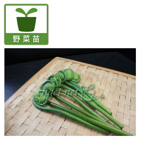 [26年2月中下旬予約]ゼンマイ 3.5号ポット