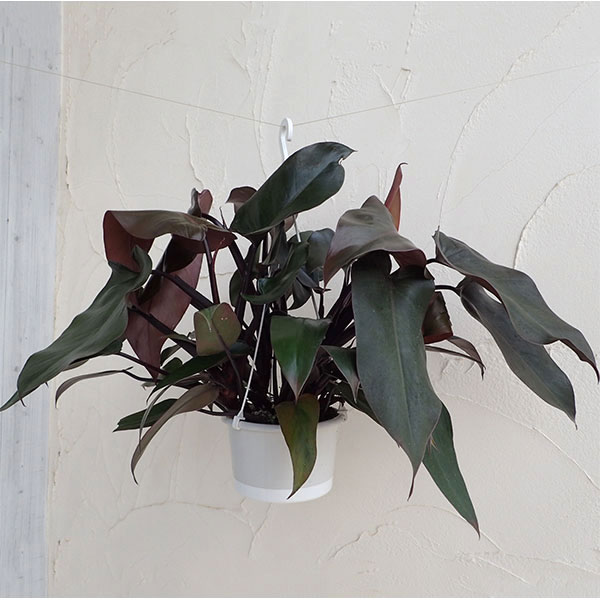 観葉植物5号吊鉢：フィロデンドロン・チョコブラウン