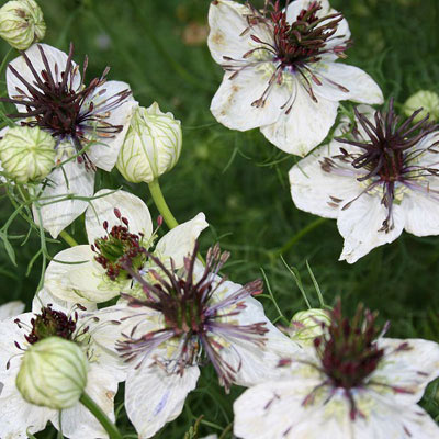 ニゲラ：アフリカンブライト3～3.5号ポット 6株セット