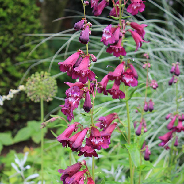 ペンステモン:ブラックバード3~3.5号ポット 2株セット