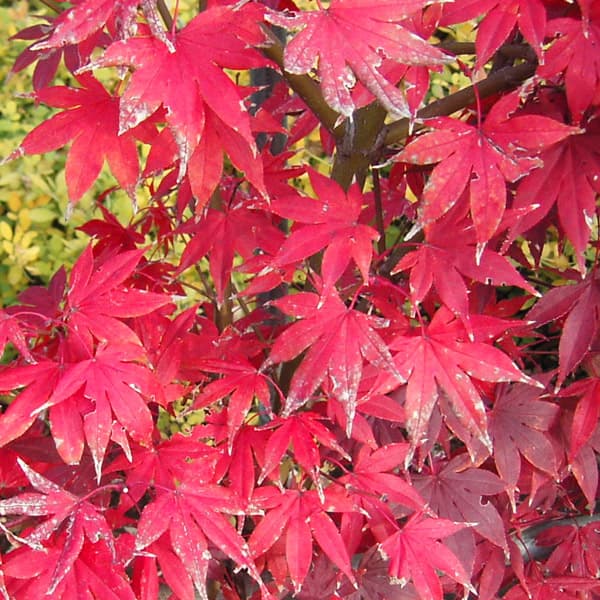 モミジ：大盃（オオサカズキ）3.5号ポット