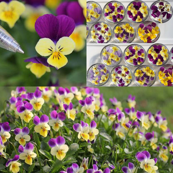 MSKガーデン極小輪ビオラ：フルーレット　2色咲き系（バイカラー）3号ポット 2株セット