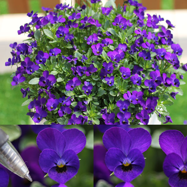 MSKガーデン極小輪ビオラ：フルーレット　ディープブルー3号ポット2株セット