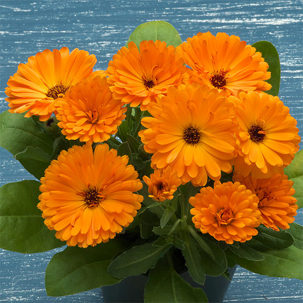 カレンジュラ：エミフル　パンプキン3号ポット 12株セット