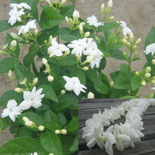 ハワイアンレイフラワー：ホワイトローズピカケ一重咲き5号鉢植え（マツリカ） 3株セット