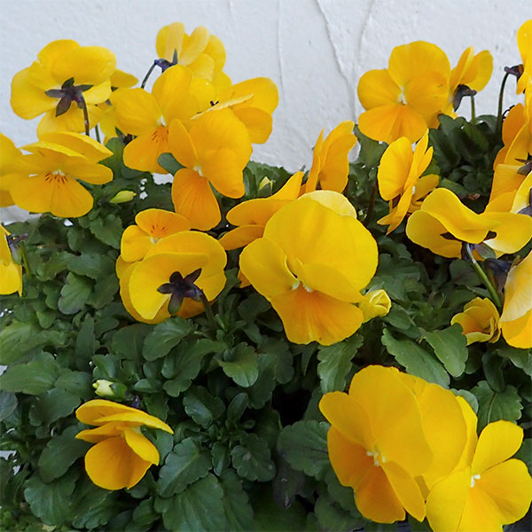 ビオラ:ペニー クリアイエロー3~3.5号ポット