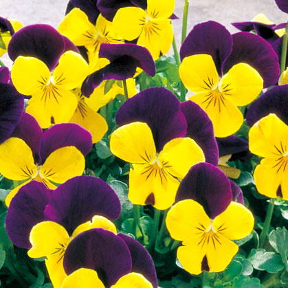 ビオラ：ペニー　イエロージャンプアップ3-3.5号ポット