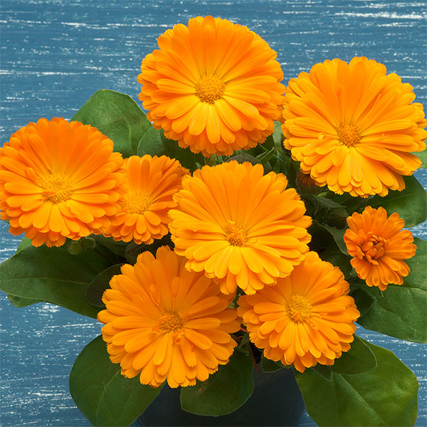 カレンジュラ：エミフル　サンセット3号ポット 2株セットy