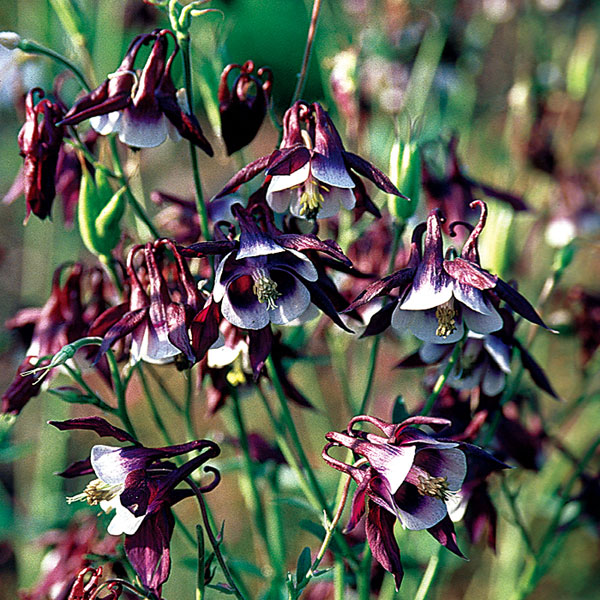 西洋オダマキ(一重):ウィリアムギネス3号ポット 2株セット