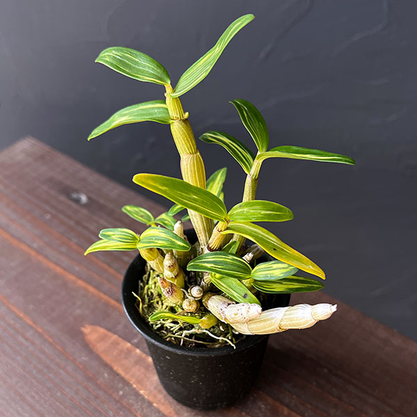 チョウセイラン（長生蘭）：太閤（たいこう）2.5号ポット