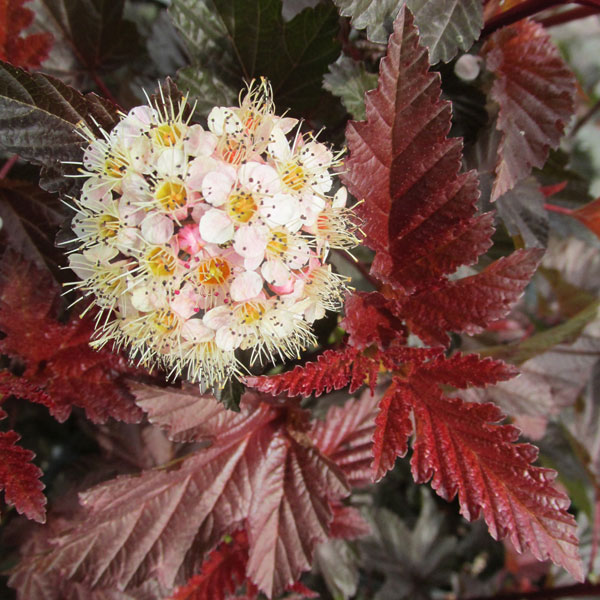 テマリシモツケ：レディインレッド5号ポット