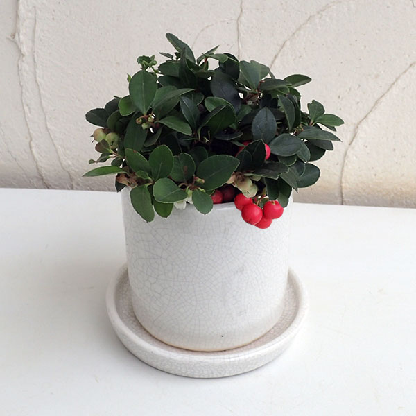 チェッカーベリー（ゴールテリア・ヒメコウジ）陶器製白鉢入り受け皿付き