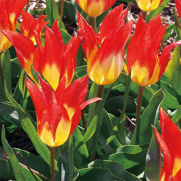 園芸ネット本店｜チューリップ：フレームズミステリー3球入り 2袋