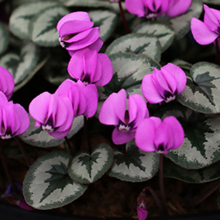 園芸ネット本店｜原種系シクラメン：コウム・クリスマスツリーリーフ