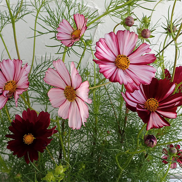 園芸ネット本店｜コスモス：バローテ3-3.5号ポット 4株セット の通販