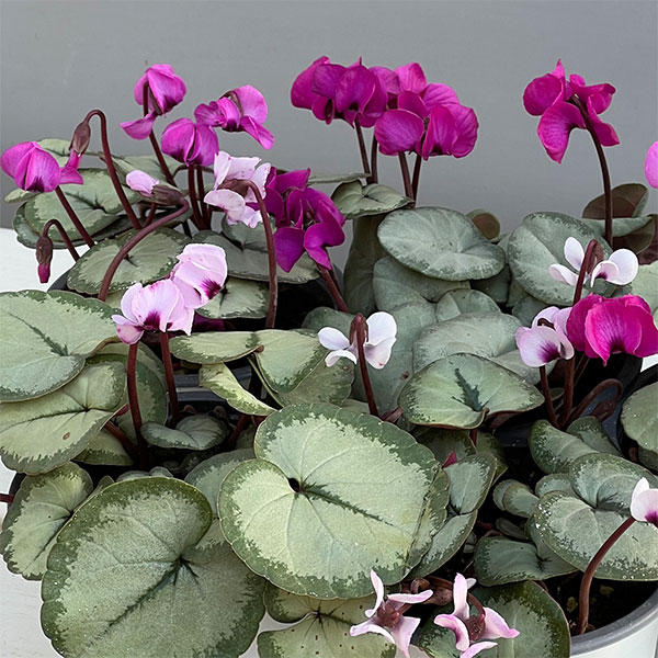 シクラメン：コウムスノープリンセス2.5-3号ポット