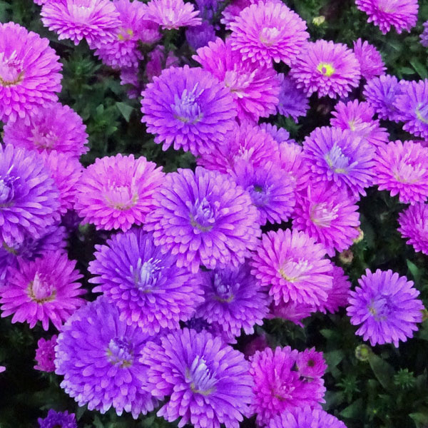 宿根アスター:ビクトリアファニー2色植え3.5号ポット