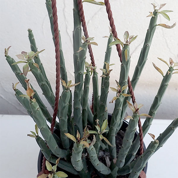 ユーフォルビア フォスフォレア4号鉢植え吊り手付き