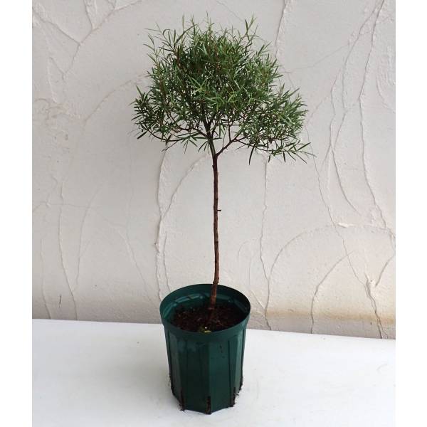 レプトスペルマム：シルバーティーツリー・ドラムシルバー5号ポットスタンダード仕立て