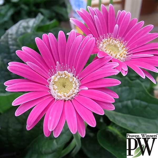 園芸ネット本店｜ガーデンガーベラ：エバーラスト カーマイン3号ポット