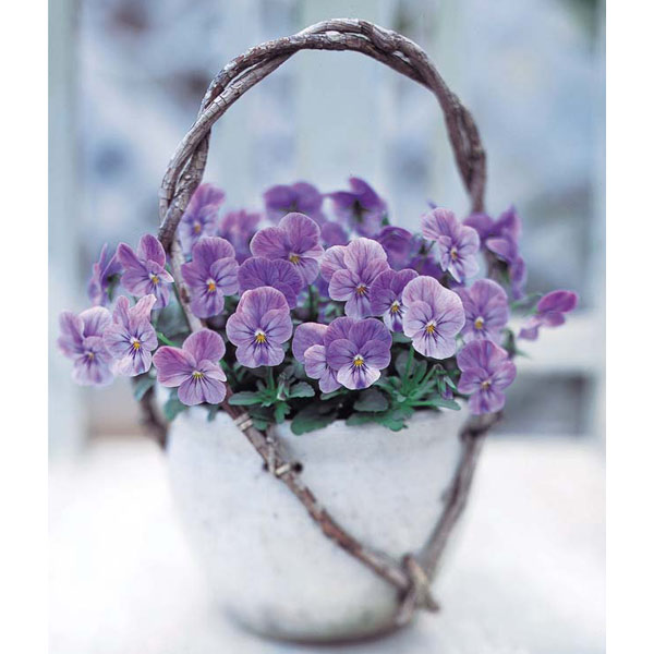 園芸ネット本店｜ビオラ：ビビ ラベンダーシェード3～3.5号ポット 4株