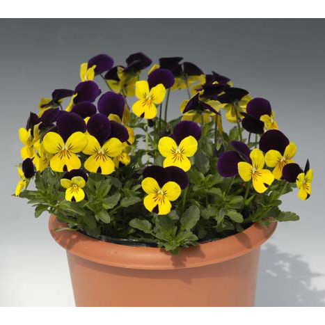 ビオラ：ペニー　イエロージャンプアップ3～3.5号ポット 24株セット