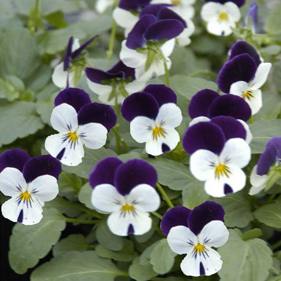 ビオラ：ペニー　ホワイトジャンプアップ3～3.5号ポット 24株セット