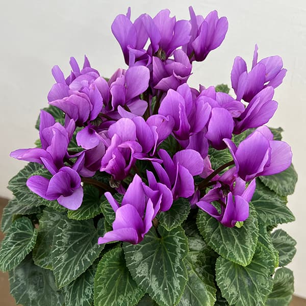 シクラメン：そら5号鉢植え