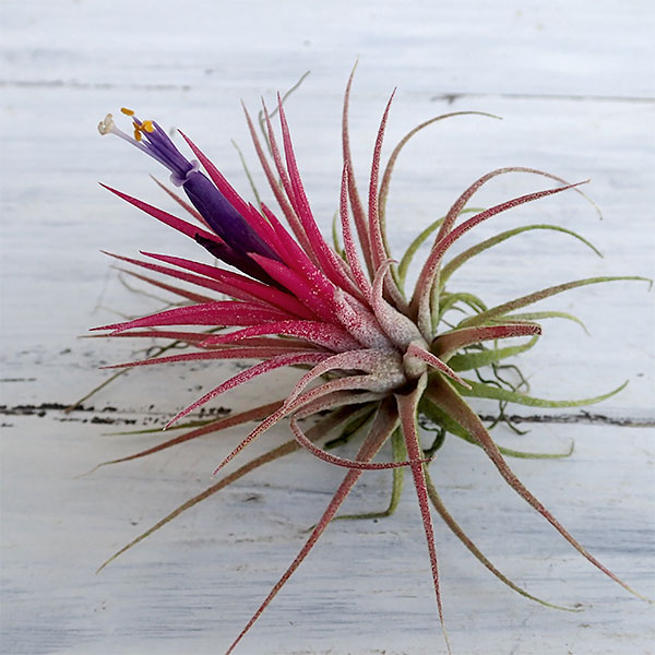 チランジア：イオナンタ フェゴ開花見込みまたは開花株 の通販