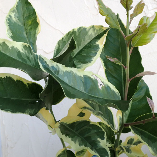 レモン（斑入り）：ピンクレモネード5号ポット