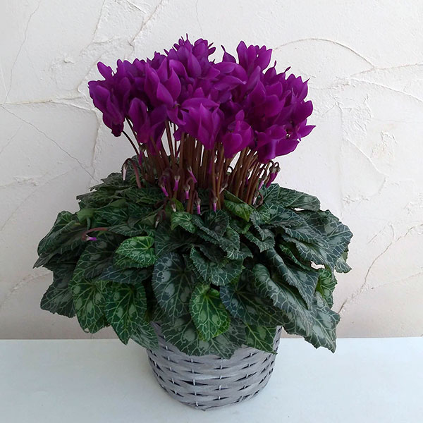 園芸ネット本店｜[送料無料][ギフトに]シクラメン：江戸ノ青6号鉢植え