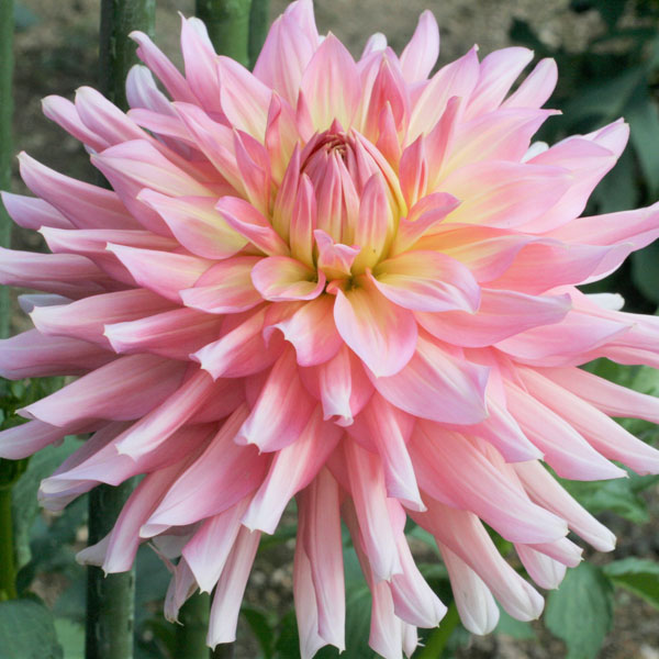 [26年3月中下旬予約]ダリアの球根：（中輪）ムーンワルツ1球