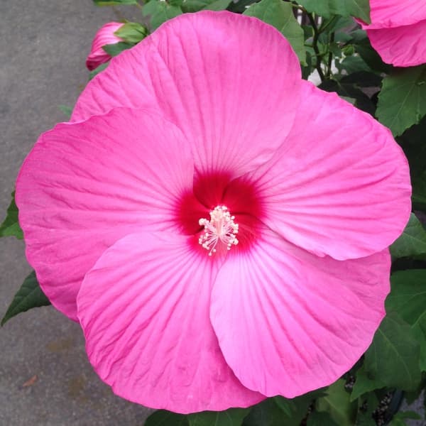 [26年4月下旬予約]宿根ハイビスカス：タイタンビカス：レイア3.5号ポット