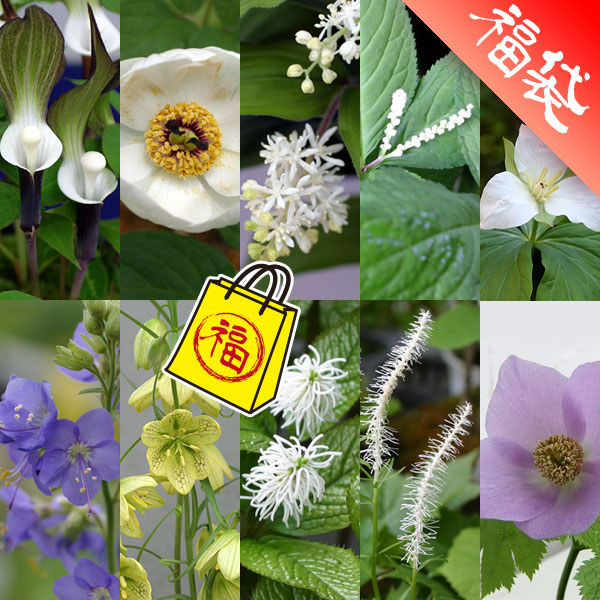 [送料無料]春の茶花10種セット・草の友3リットル付