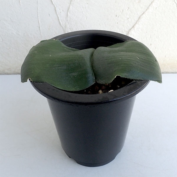 ハエマンサス：デフォルミス4号ポット