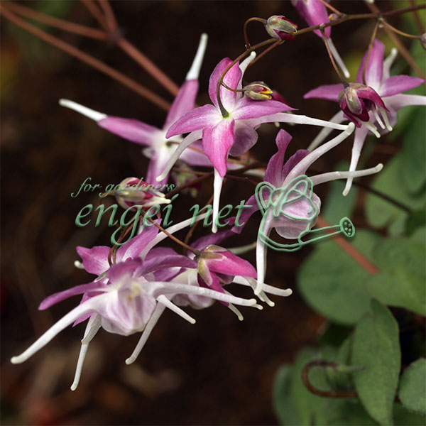 イカリソウ（碇草）：赤城源平3号ポット