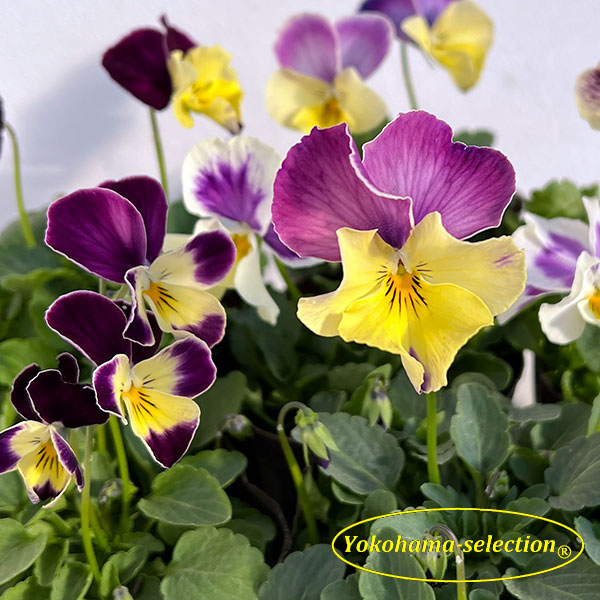 ビオラ：チェルシーピンク3号ポット 6株セット