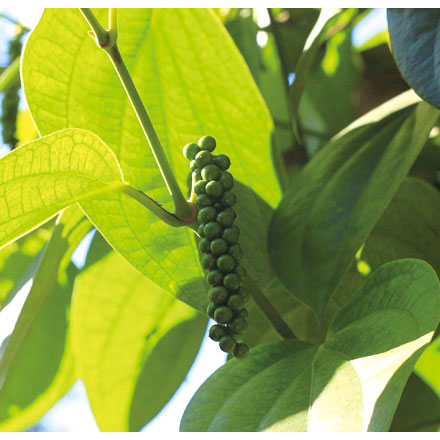 [26年5月中下旬予約]黒胡椒3号ポット 2株セット