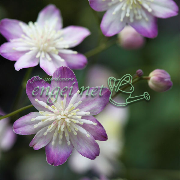 バイカカラマツ：紫花系台湾梅花からまつ2.5号ポット