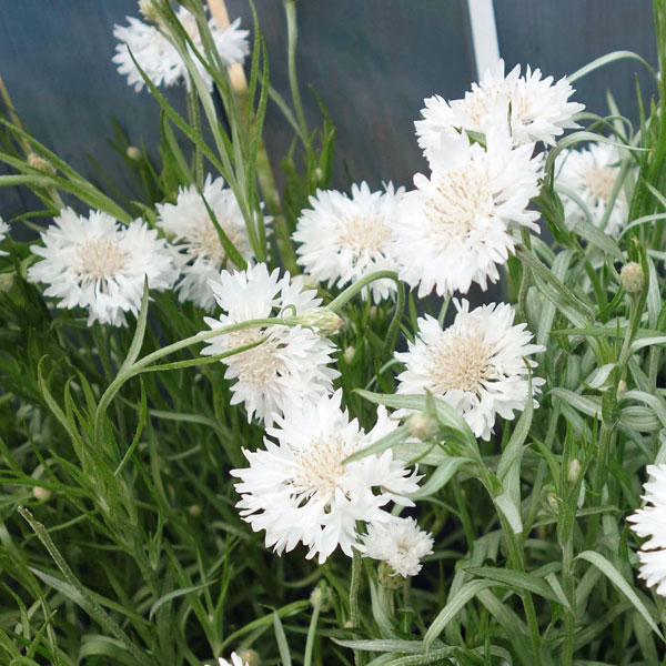 矢車草・中性ホワイト3号ポット