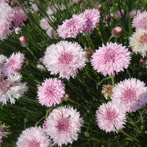 矢車草・中性ピンク3号ポット