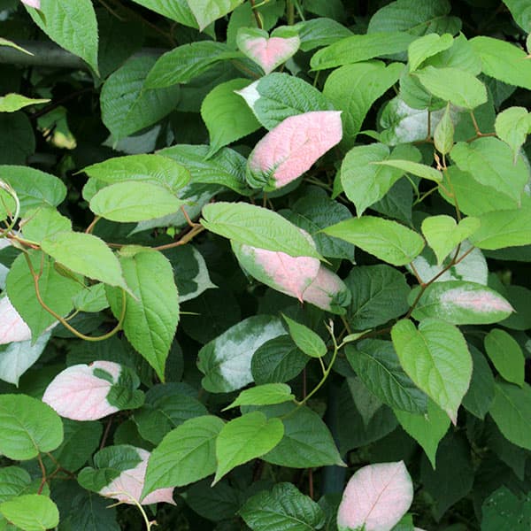 マタタビ：深山（ミヤマ）マタタビ3.5号ポット