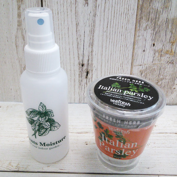 [ギフトに]フレッシュハーブ：イタリアンパセリ栽培セット（スプレー＆ラッピング付き）