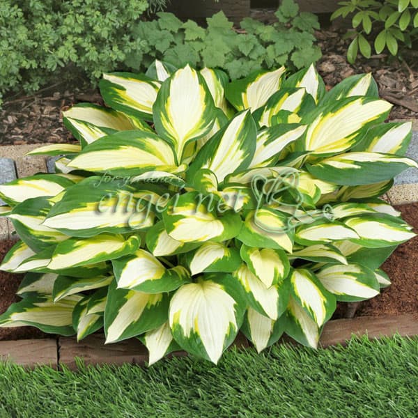 [26年4月下旬予約]ギボウシ：カラーフェスティバル4.5号ポット