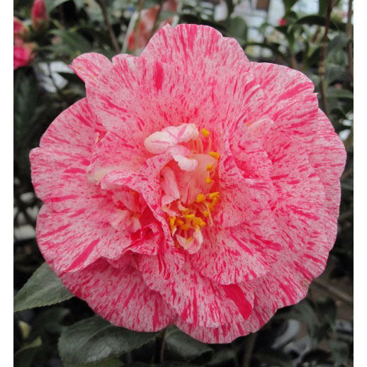 ツバキ（椿）：島の錦4.5号ポット